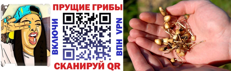 Купить где  Обь  Псилоцибиновые грибы Cubensis 
